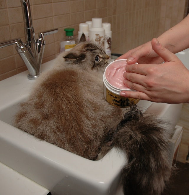 washing siberian neva masquerade cats