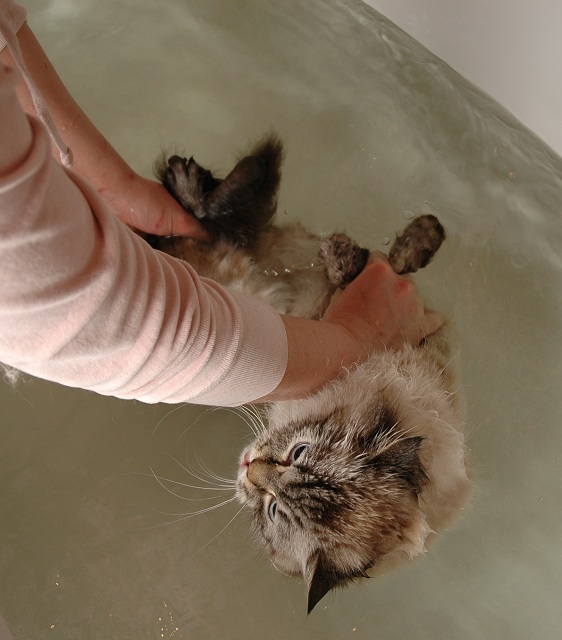 how to wash siberian cats, washing neva masquerade cats