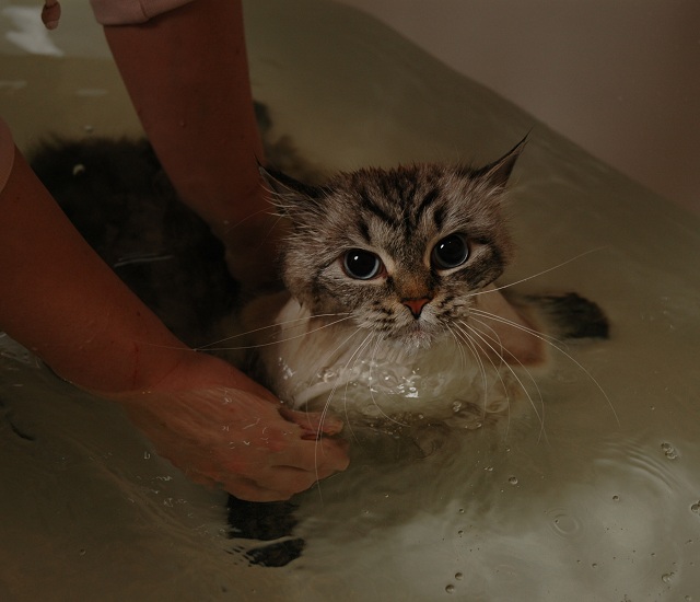 how to wash siberian cats, washing neva masquerade cats