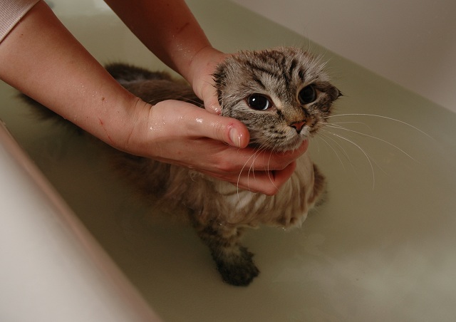 how to wash siberian cats, washing neva masquerade cats