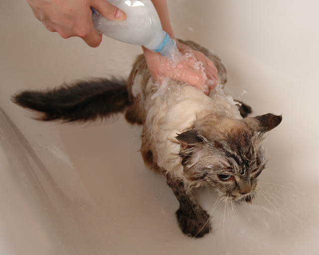 Как помыть кошку фото, уход за шерстью невской маскарадной кошки