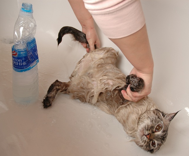 how to wash siberian cats, washing neva masquerade cats