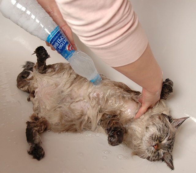 how to wash siberian cats, washing neva masquerade cats