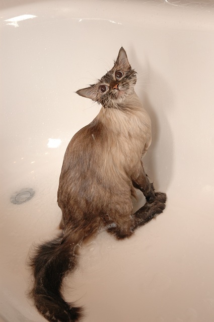 how to wash siberian cats, washing neva masquerade cats