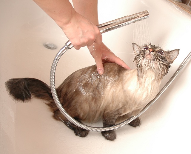 how to wash siberian cats, washing neva masquerade cats