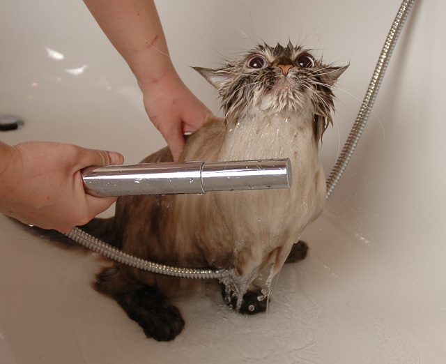 how to wash siberian cats, washing neva masquerade cats