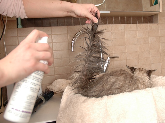 Как помыть кошку фото, груминг невских маскарадных кошек