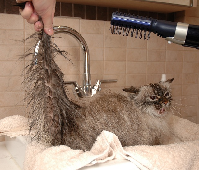 grooming neva masquerade cats