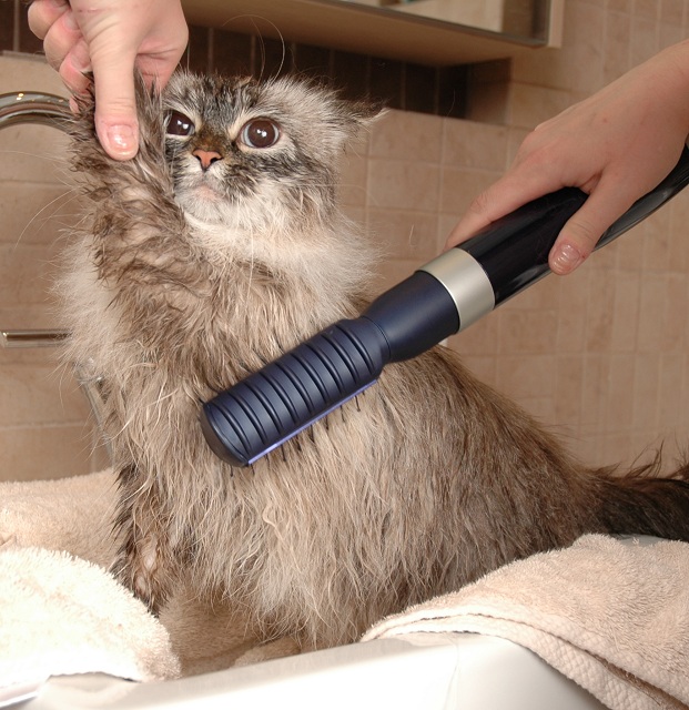 Best brush for siberian cat sale