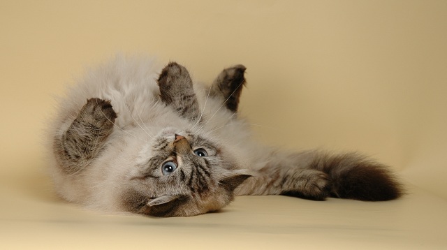 Кошка породы невская маскарадная фото