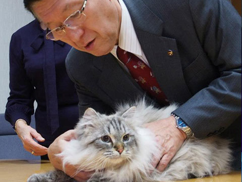 Невский маскарадный котенок, подаренный Путиным в Японию