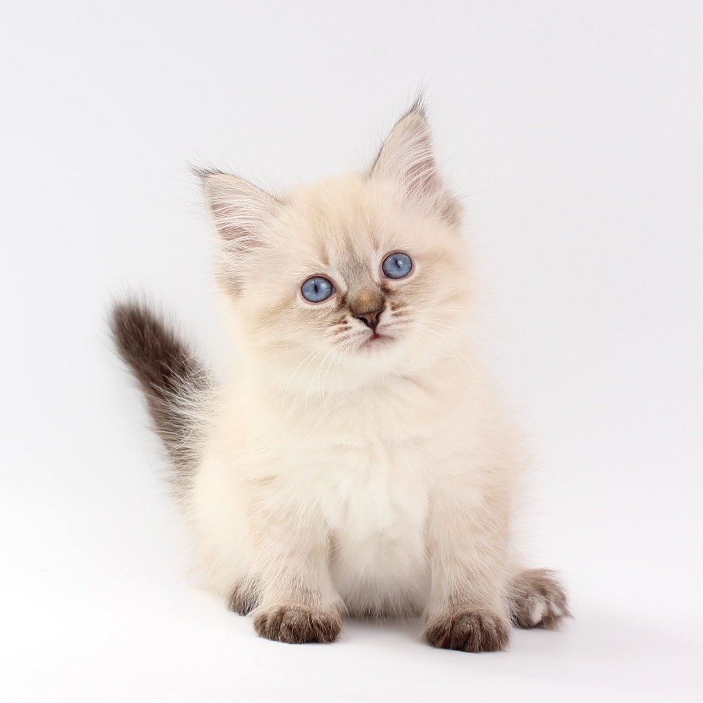 Купить невского маскарадного котенка - Невские маскарадные и сибирские кошки  Hakuna Matata